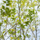 イヌツゲは、森の中で最も小さな葉を持つ進化を遂げた木