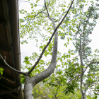 ウラジロノキは、個性的な樹形で、家を避けているように植えました。